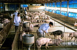 Bảy giải pháp để phát triển chăn nuôi trang trại